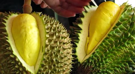 5 LANGKAH CARA MENANAM BUDIDAYA DURIAN Pertanian