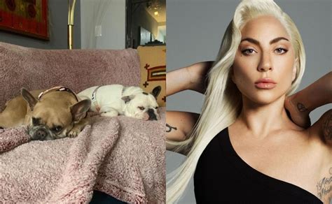 Demandan A Lady Gaga Por No Dar Recompensa Tras Recuperar A Sus Perros