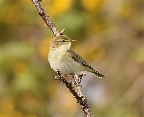 Willow Warbler By John Rowe Birdguides