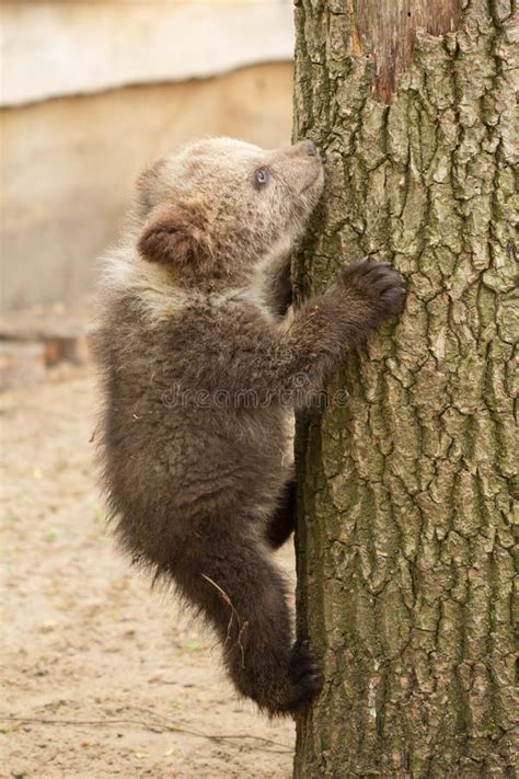 Black Bear In Redwood Forest Stock Photo - Image of wild, green: 10981026