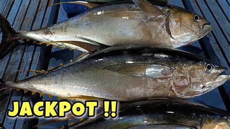 Jackpot 4 Giant Yellowfin Tuna In West Philippine Sea Big Tuna Highlights Youtube