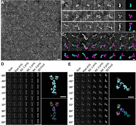 Molecular Architecture Of Contactin Associated Protein Like Cntnap