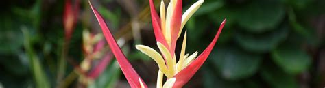 Variegated Heliconia Psittacorum Lady Di Queen Elizabeth Ii Royal