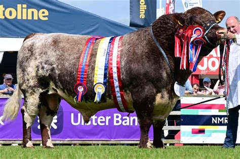 Shorthorn Champion of the World! - Irish Shorthorn Society