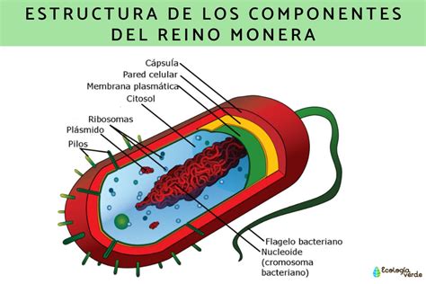 Reino Monera Qué Es Características Clasificación Y Ejemplos ¡resumen