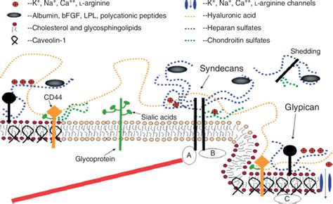 A Conceptual And Simplified View For Proteoglycans And Download Scientific Diagram