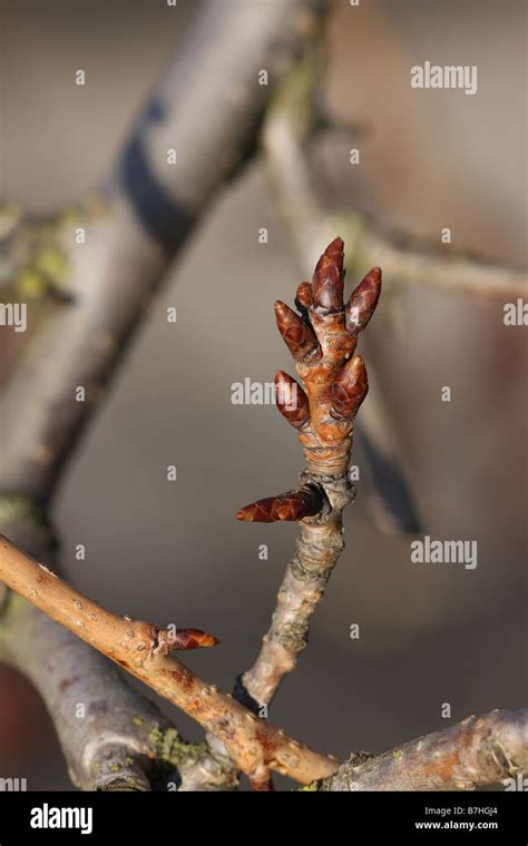 New Buds Beginning To Emerge In Spring On An Ornemental Garden Tree