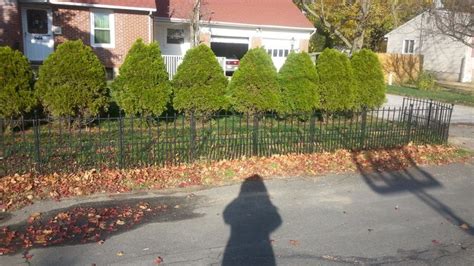 pine tree hedges hedges plants tree