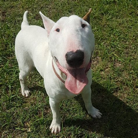 Bronson Nsw Bull Terrier Rescue Medium Male Bull Terrier Dog In Nsw