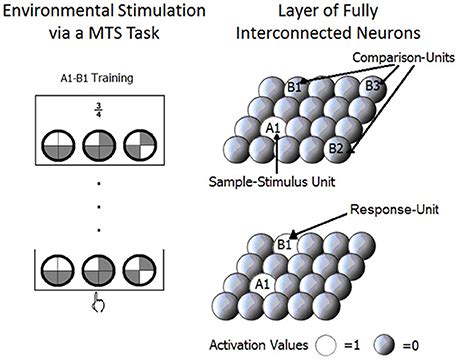 Frontiers A Neurocomputational Approach To Trained And Transitive