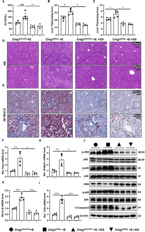 Hepatocyte Specific Deletion Of Cellular Repressor Of E1a Stimulated Genes 1 Exacerbates Alcohol