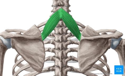 Rhomboideus minor action Flashcards | Quizlet