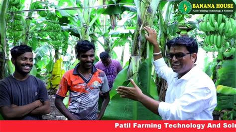 वादळ वाऱ्यात केळी उभी केळी बाग संरक्षण Natural Calamity Banana