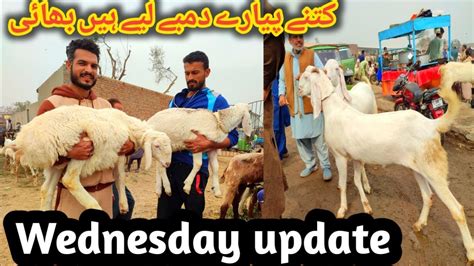 Wednesday Update L Lahore Bakra Mandi L Rajanpuri Bakre L Desi Bakre