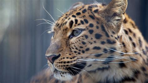 Leopard Wallpapers Hd Pixelstalknet