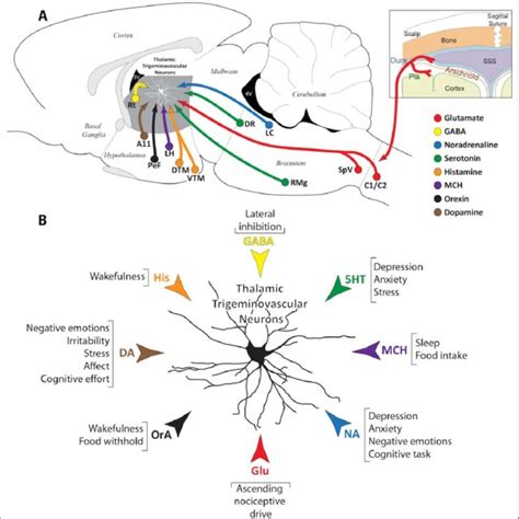 PDF Neuropeptides And Neurotransmitters That Modulate Thalamo