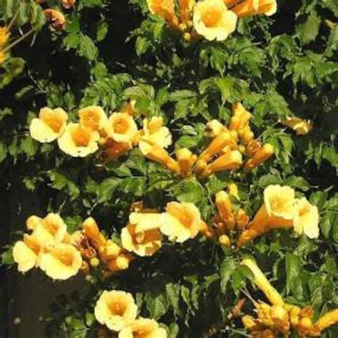 25 Rare Perennial Yellow Trumpet Vine Seeds - Etsy