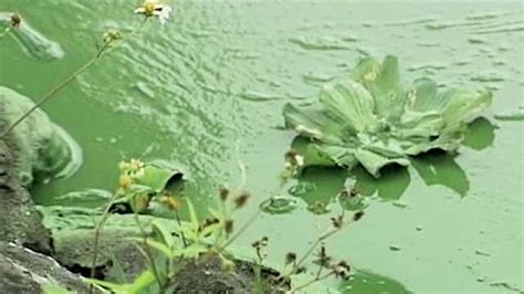 Toxic Blue Green Algae Bloom Growing In Lake Okeechobee