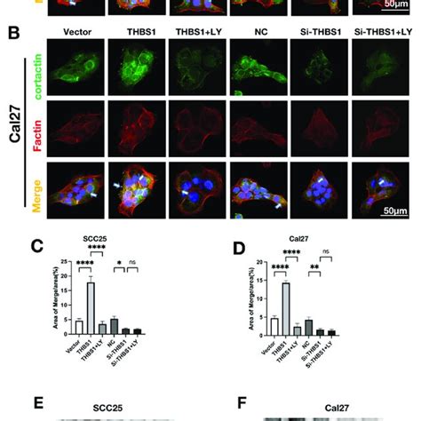 Ab Immunofluorescence Double Staining Of Cortactin And F Actin Was Download Scientific