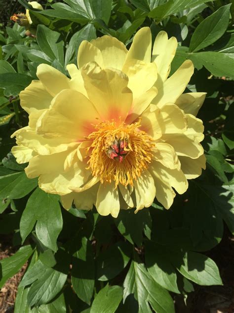 Night-Blooming Cereus – ID | Walter Reeves: The Georgia Gardener