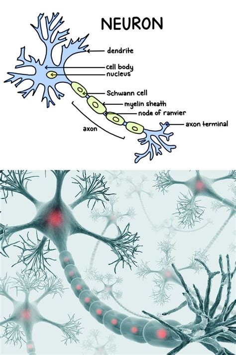 Nervous System Cells Are Called Neurons They Have Three Distinct Parts