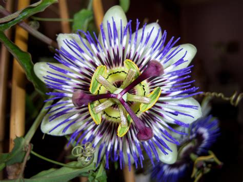 Images Gratuites La Nature Ouvrir La Photographie Pétale Botanique Jardin Flore Fleur