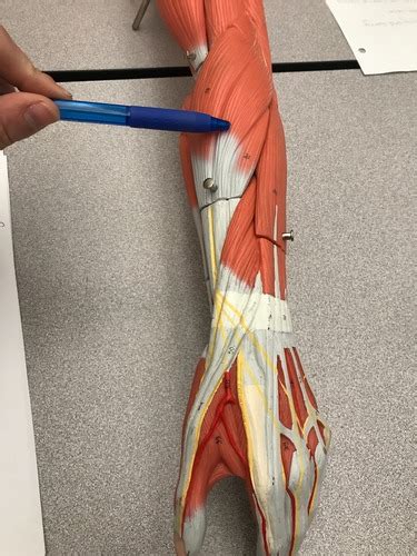 Extensor Side Of Forearm Flashcards Quizlet