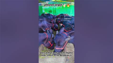 aapalyakada harayanae vagara khatarashara malital saparaka aakasha patali