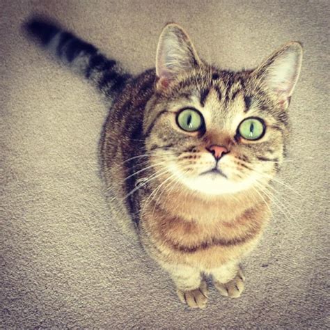 Top 100 Pictures Pictures Of Brown Tabby Cats Superb