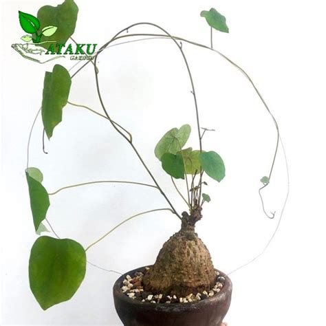 Jual Umbi Tanaman Stephania Venosa 1kg Shopee Indonesia