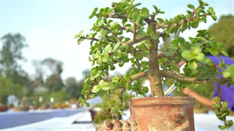 Problemas más comunes del árbol de Jade