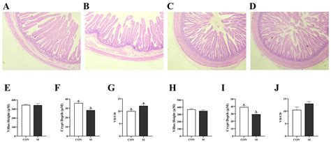 Placental Lakes In Pregnancy Images, Photos | Mungfali