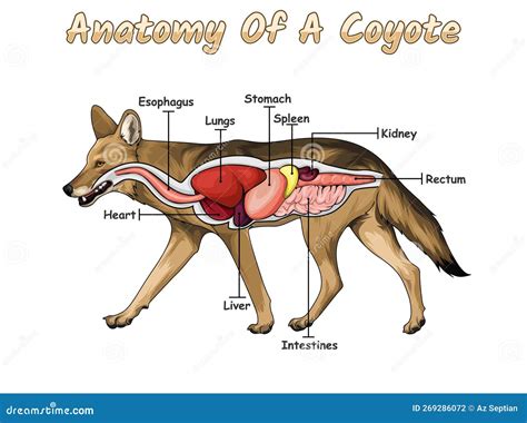 Anatomy of Coyote Vector Illustration Stock Vector - Illustration of ...