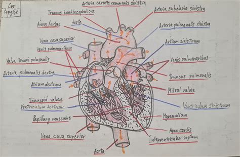 Human heart anatomy (Latin designations) by Ciklopik on DeviantArt