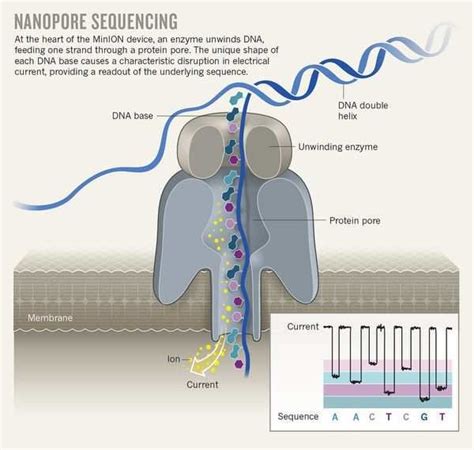 Principle of MinION Sequencing (Eisenstein 2017) | Download Scientific ...