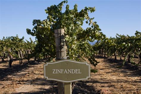 Zinfandel Wine Guide | Total Wine & More