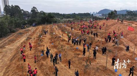 江门 举行“我为侨乡种棵树”植树活动，共建绿美侨乡