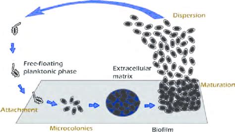 Steps In Development Of Biofilm On An Implant Surface Download