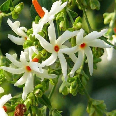 Buy All Time Night Flower Jasmine Plant (Shiuli) online, India