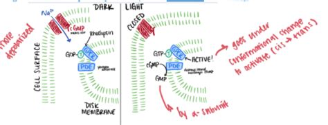 Phys Final Exam Flashcards Quizlet