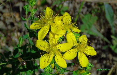 Montes Obarenes Entorno Y Vida Hip Rico Hypericum Perforatum