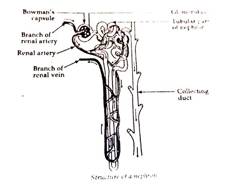 Nephron Structure And Function Class 10th Ncert Science In 51 Off