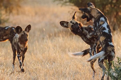 Tanzania Safari Wild Dogs Tanzania Animals Tanzania Safaris