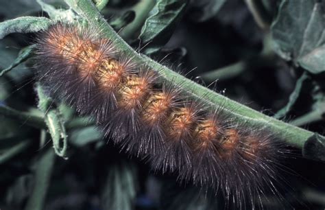 Furry Caterpillar Identification 17 Common Species Owlcation