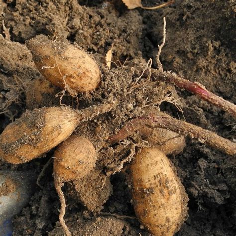 5 Steps To Divide Dahlia Tubers The Flowering Farmhouse