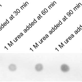 J Mab Dot Blot To Show Increasing Dsrna Byproduct With Delayed