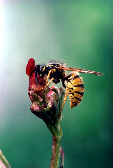 How To Get Rid Of Hornets In Your Home Humane And Safe Ways To Deter These Pests