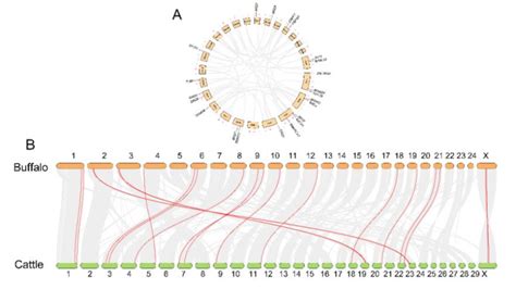 Gene Duplication Of Buffalo Genome A And Collinear Analysis Of