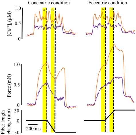 Ca2 And Force During Dynamic Contractions In Mouse Intact Skeletal Muscle Fibers Scientific