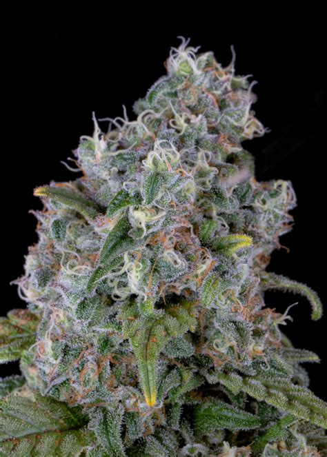 Ice Cream Cake Strain Info Ice Cream Cake Weed By Premium Cultivars